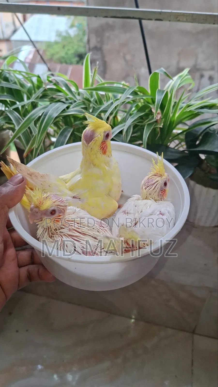 Lovebird Bird