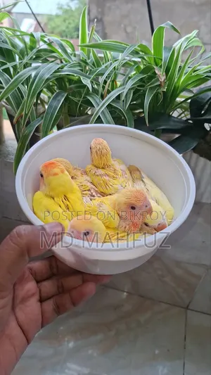 Lovebird Bird