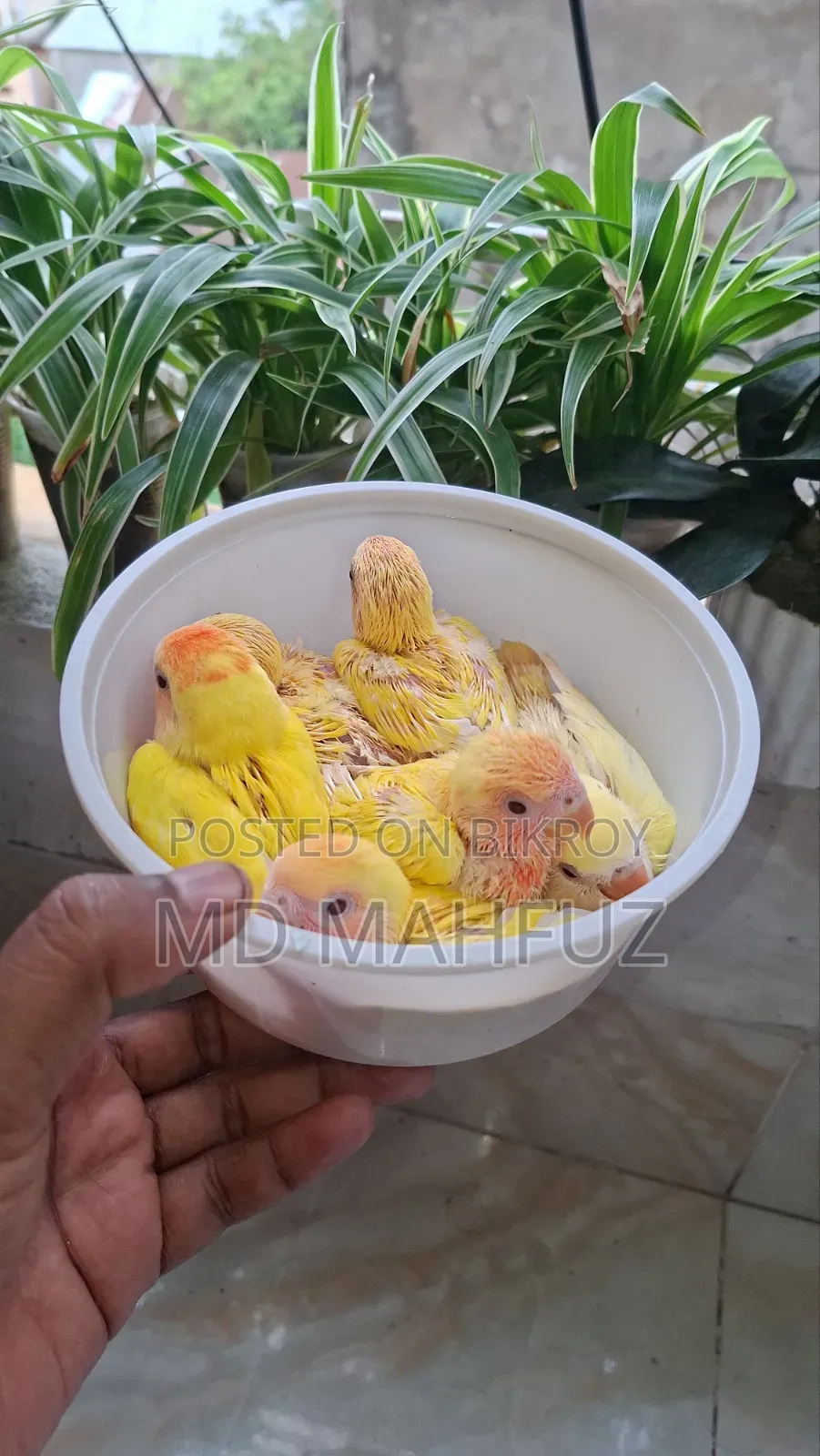 Lovebird Bird