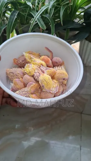Lovebird Bird