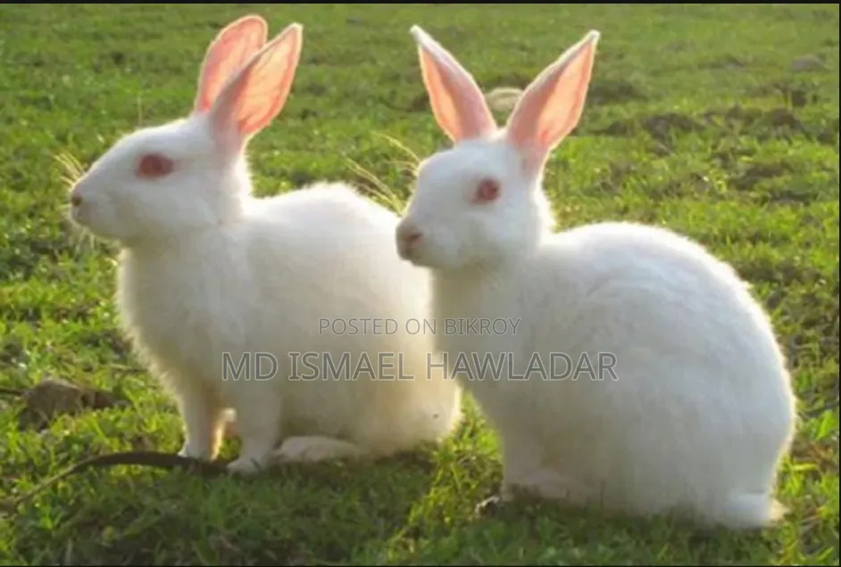 Two pure white rabbits eating all food 800 BDT, for those who will take, address Bhola Veduria