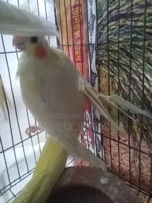 Cockatiel baby pair
