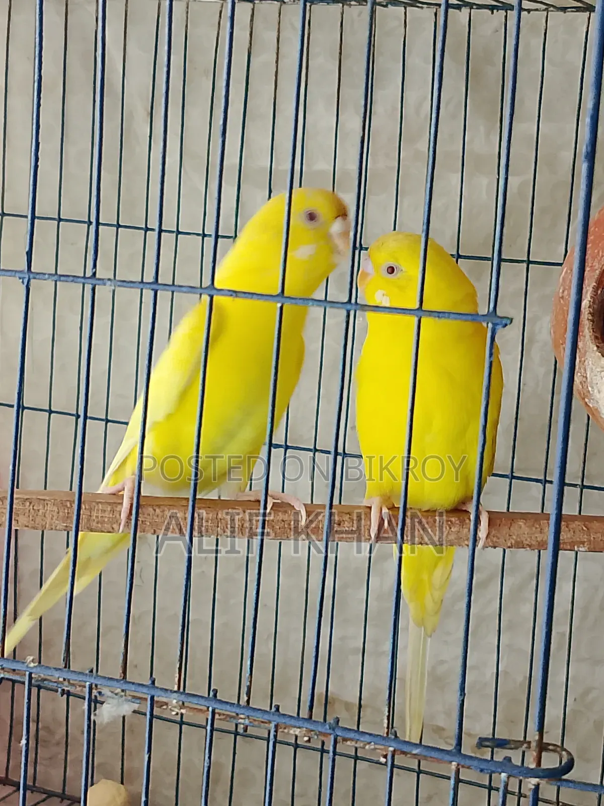 Lutino Red-Eyed Running Budgie