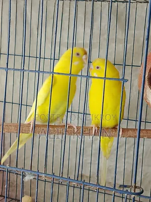 লুটিনো লাল চোখের রানিং বাজিগার