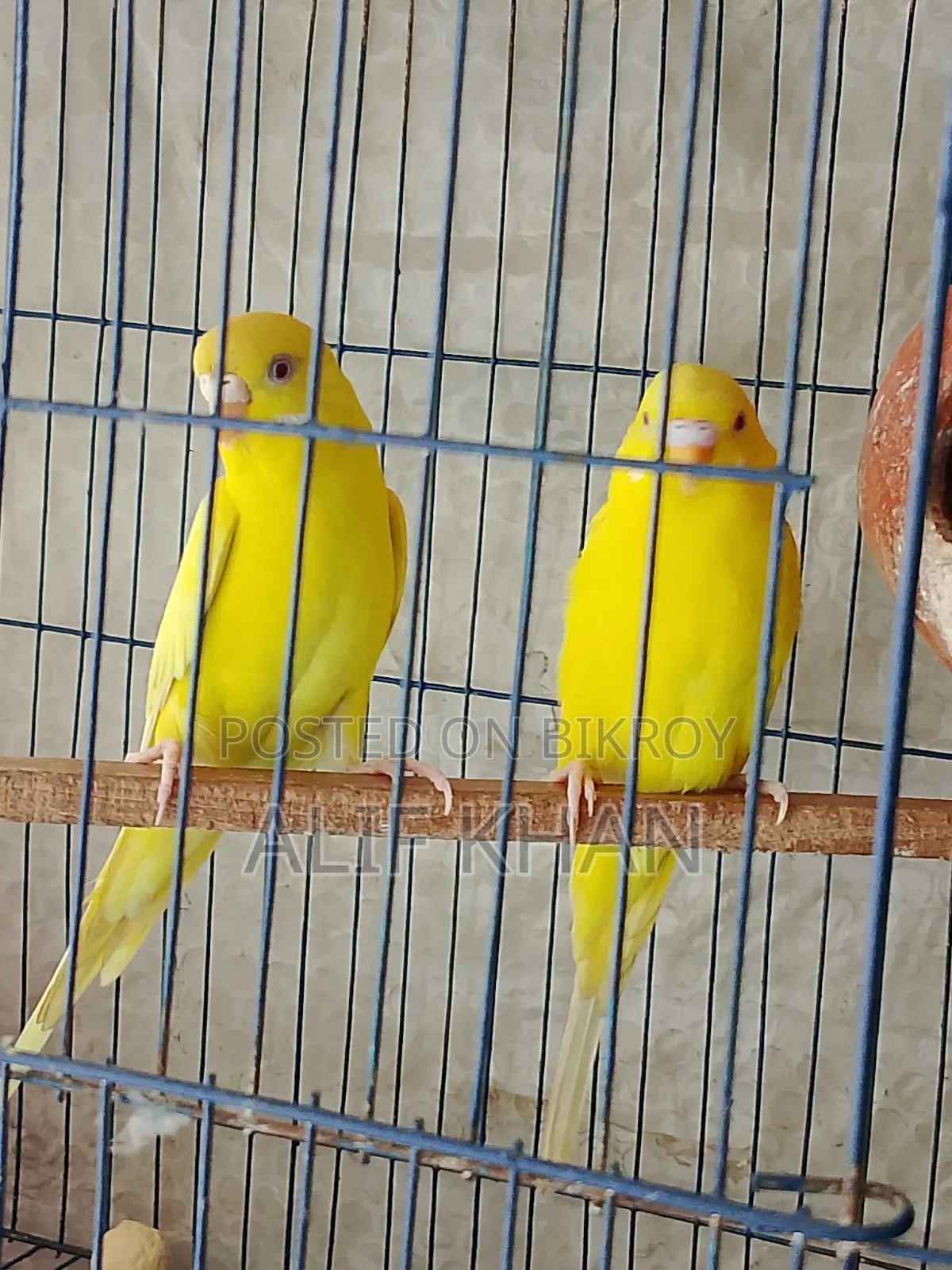 Lutino Red-Eyed Running Budgie