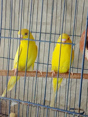 Lutino Red-Eyed Running Budgie