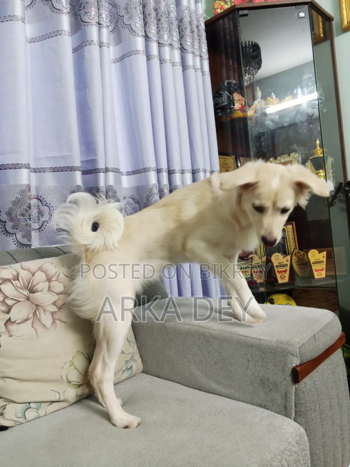 ৬-১২ মাসের স্ত্রী মিশ্র জাতের জাপানিজ স্পিটজ
