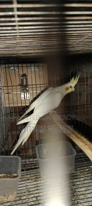 ককাটেল পাখি
