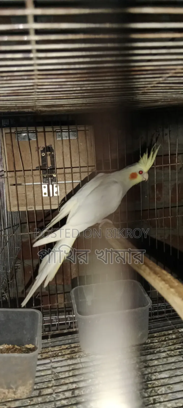 Cockatiel Bird