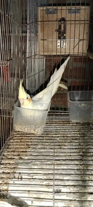 Cockatiel Bird