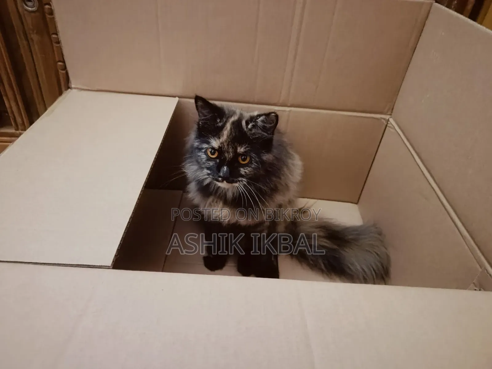 1+ Year Female Purebred Persian