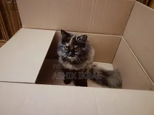 1+ Year Female Purebred Persian