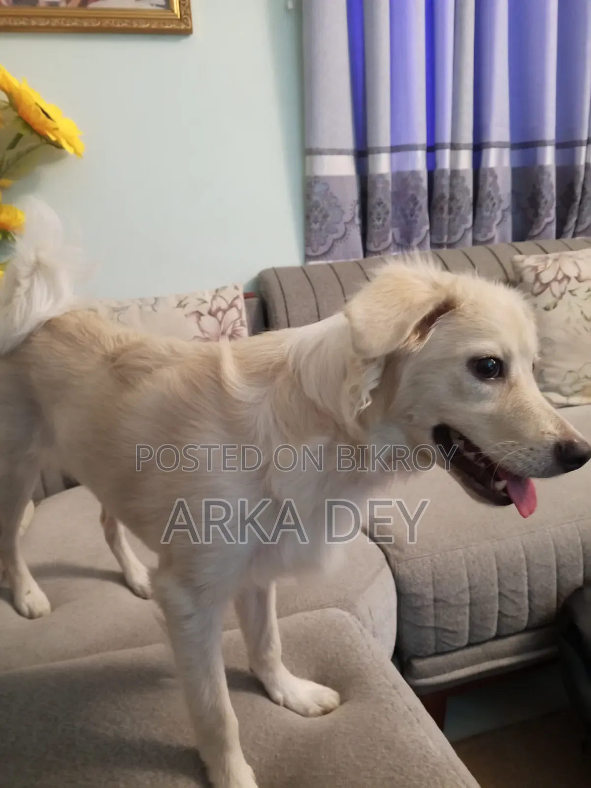 ৬-১২ মাসের স্ত্রী মিশ্র জাতের জাপানিজ স্পিটজ