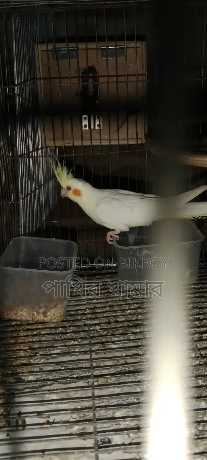 Cockatiel Bird