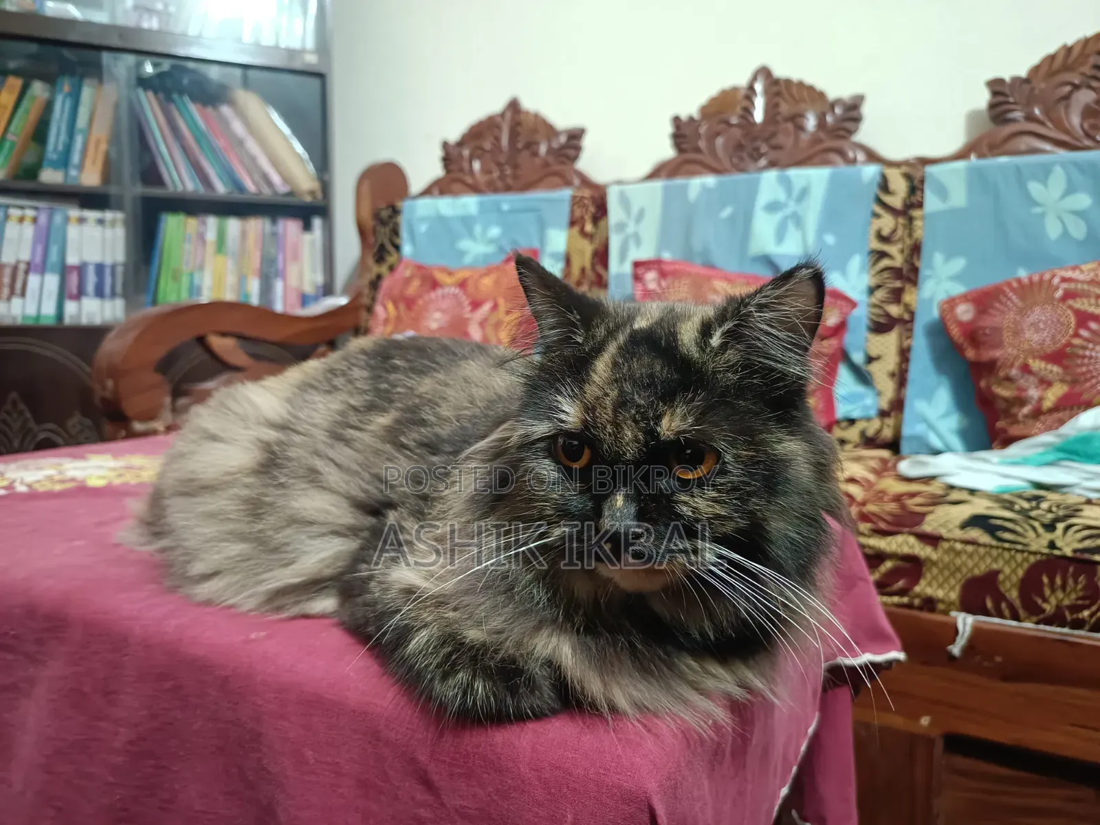 1+ Year Female Purebred Persian