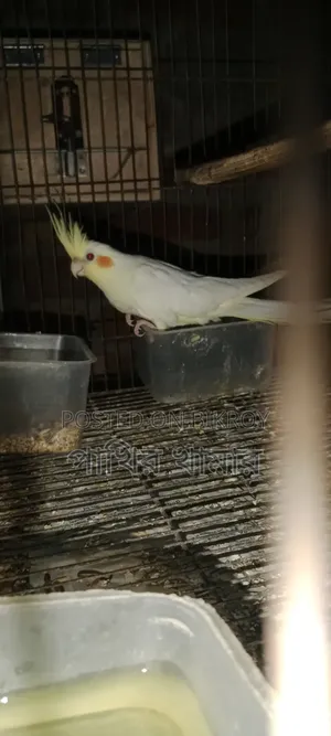 Cockatiel Bird