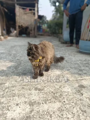 1+ Year Female Purebred Persian