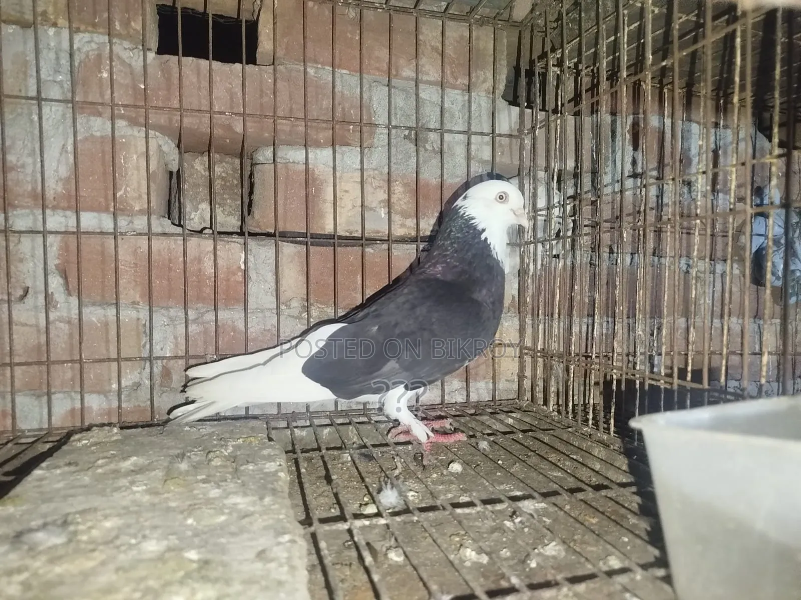 Fully Fresh Running Pigeon