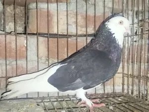 Fully Fresh Running Pigeon