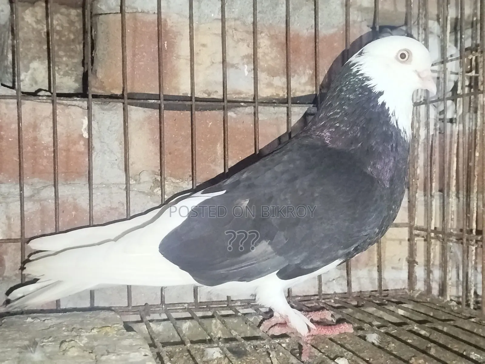 Fully Fresh Running Pigeon