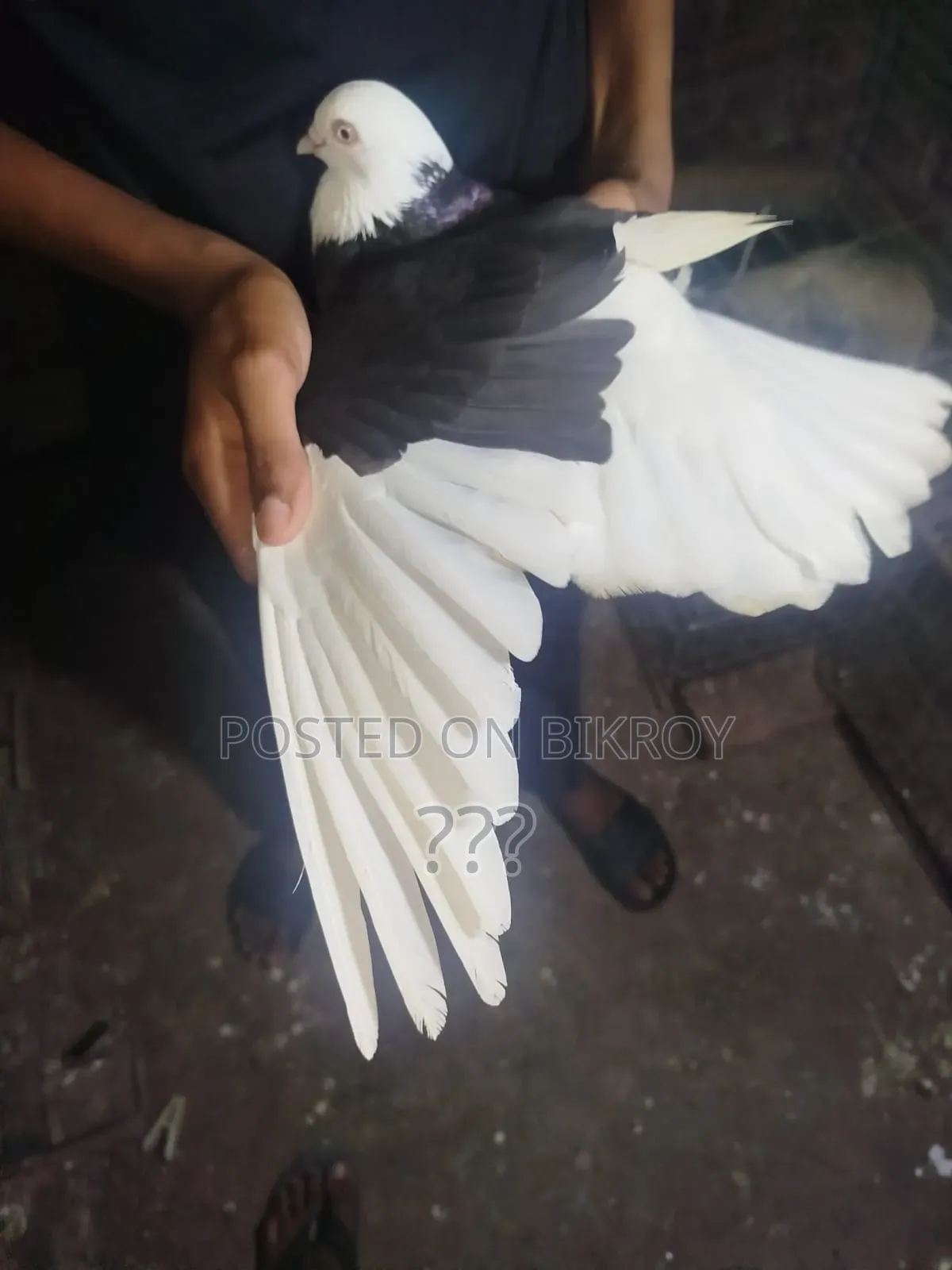 Fully Fresh Running Pigeon