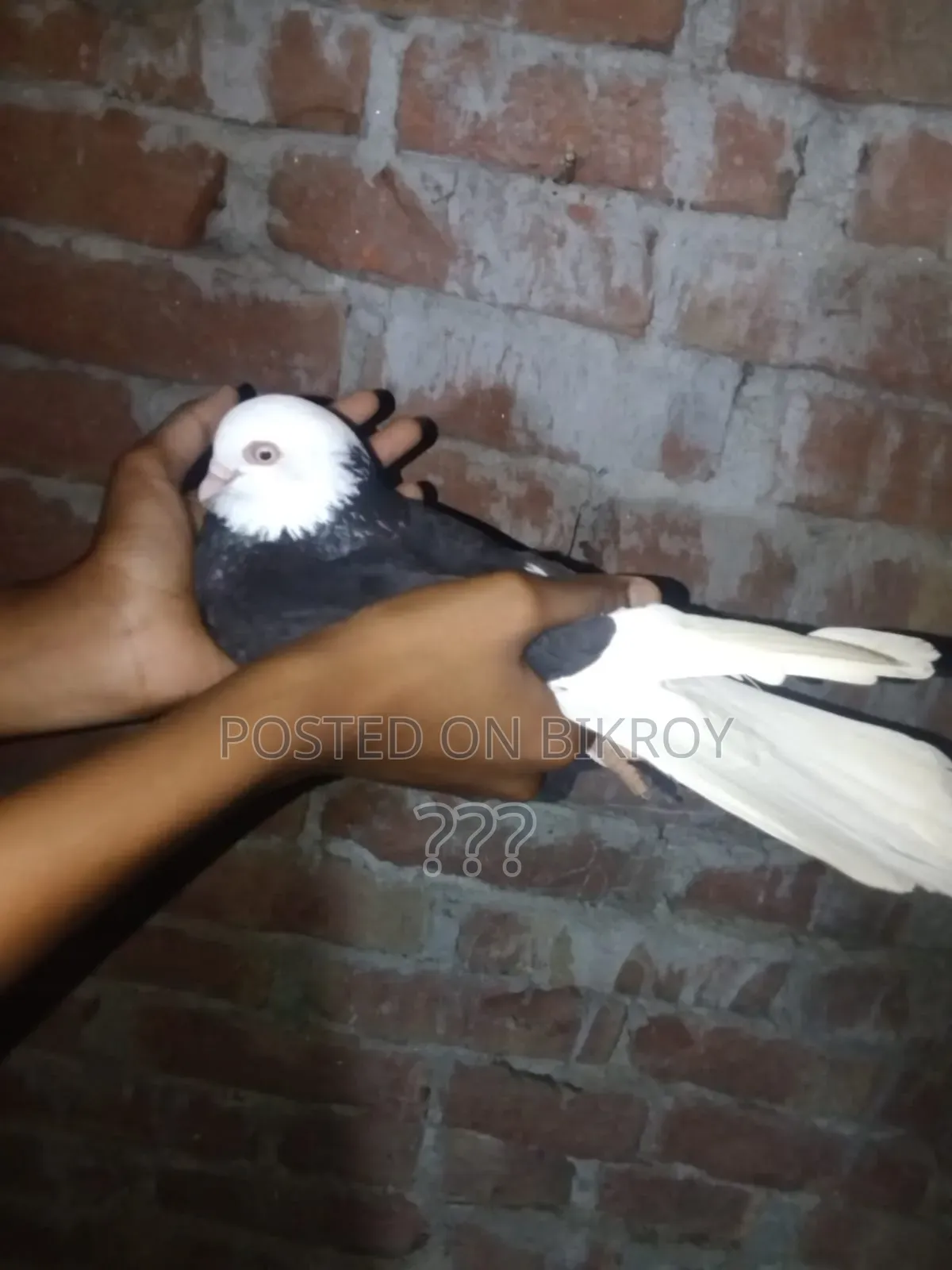 Fully Fresh Running Pigeon