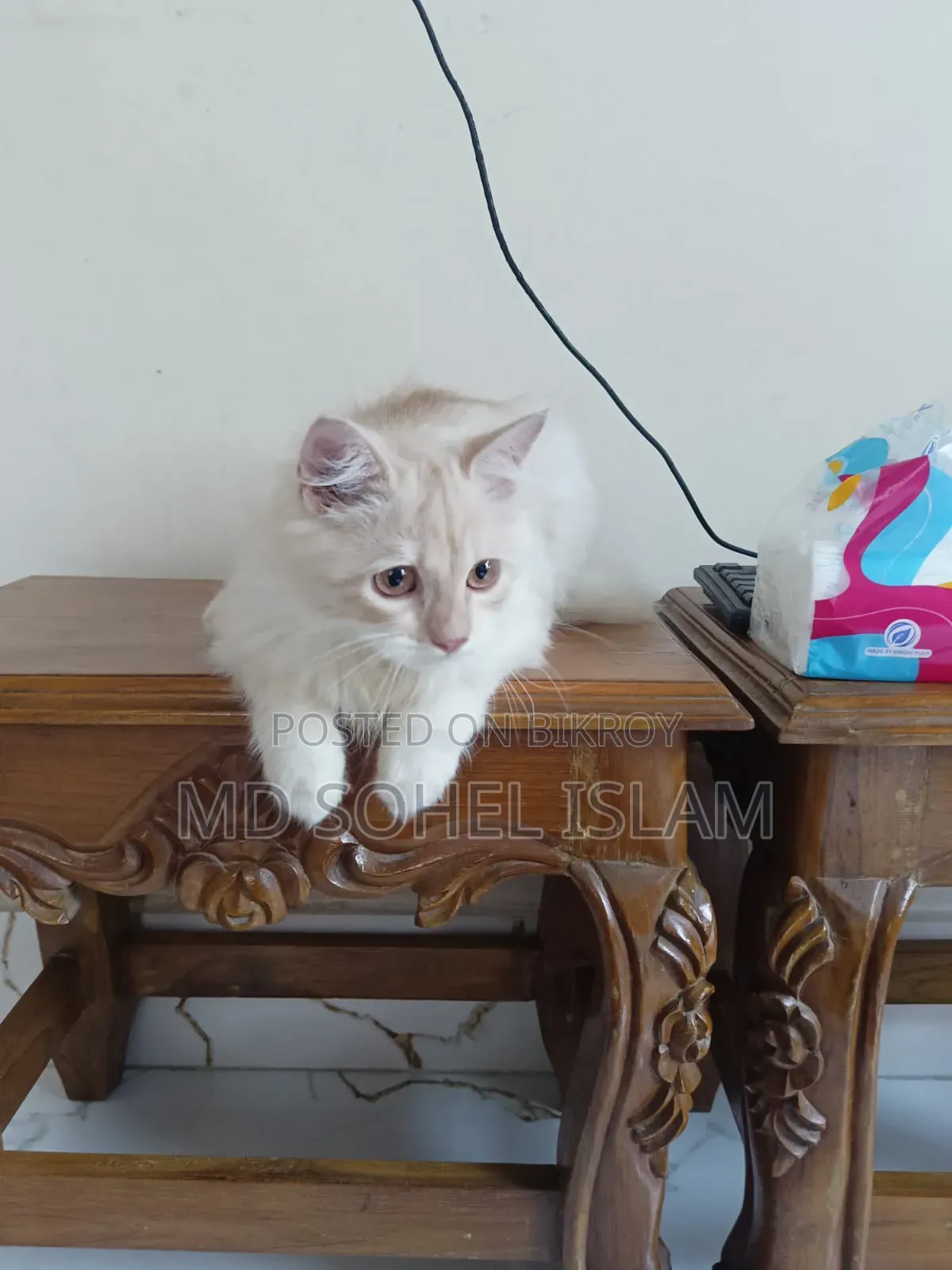3-6 Months Female Purebred Persian Cat