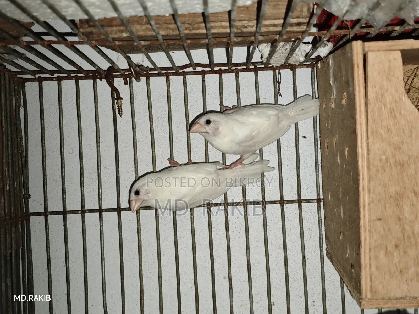 Finch Bird