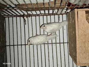 Finch Bird