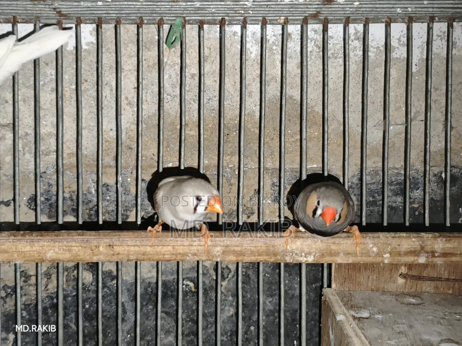 Finch Bird