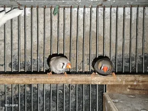 Finch Bird
