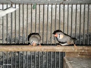 Finch Bird