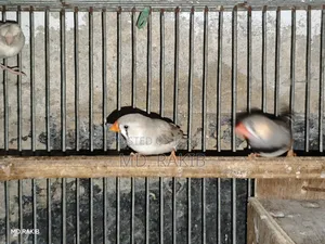 Finch Bird