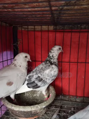 Running Pigeon