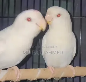 High-quality bird