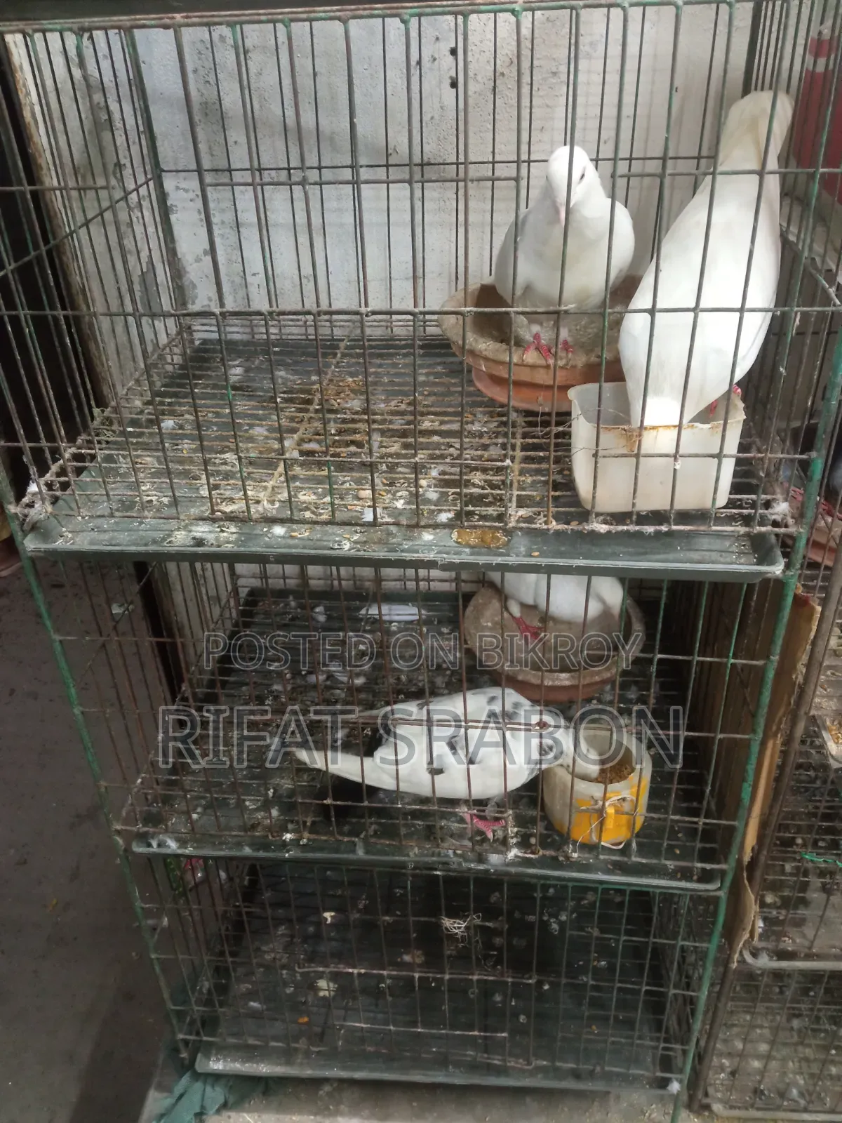 Cage and Pigeons