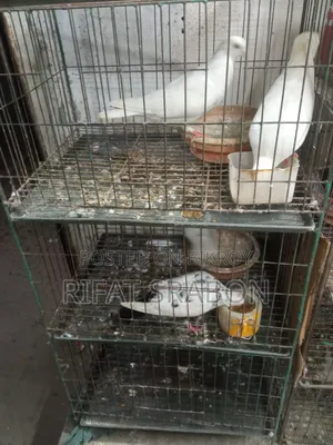 Cage and Pigeons