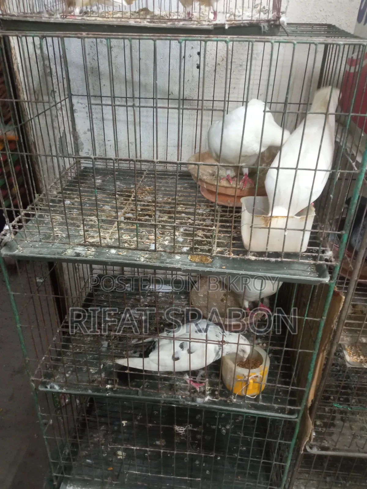 Cage and Pigeons