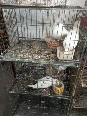 Cage and Pigeons