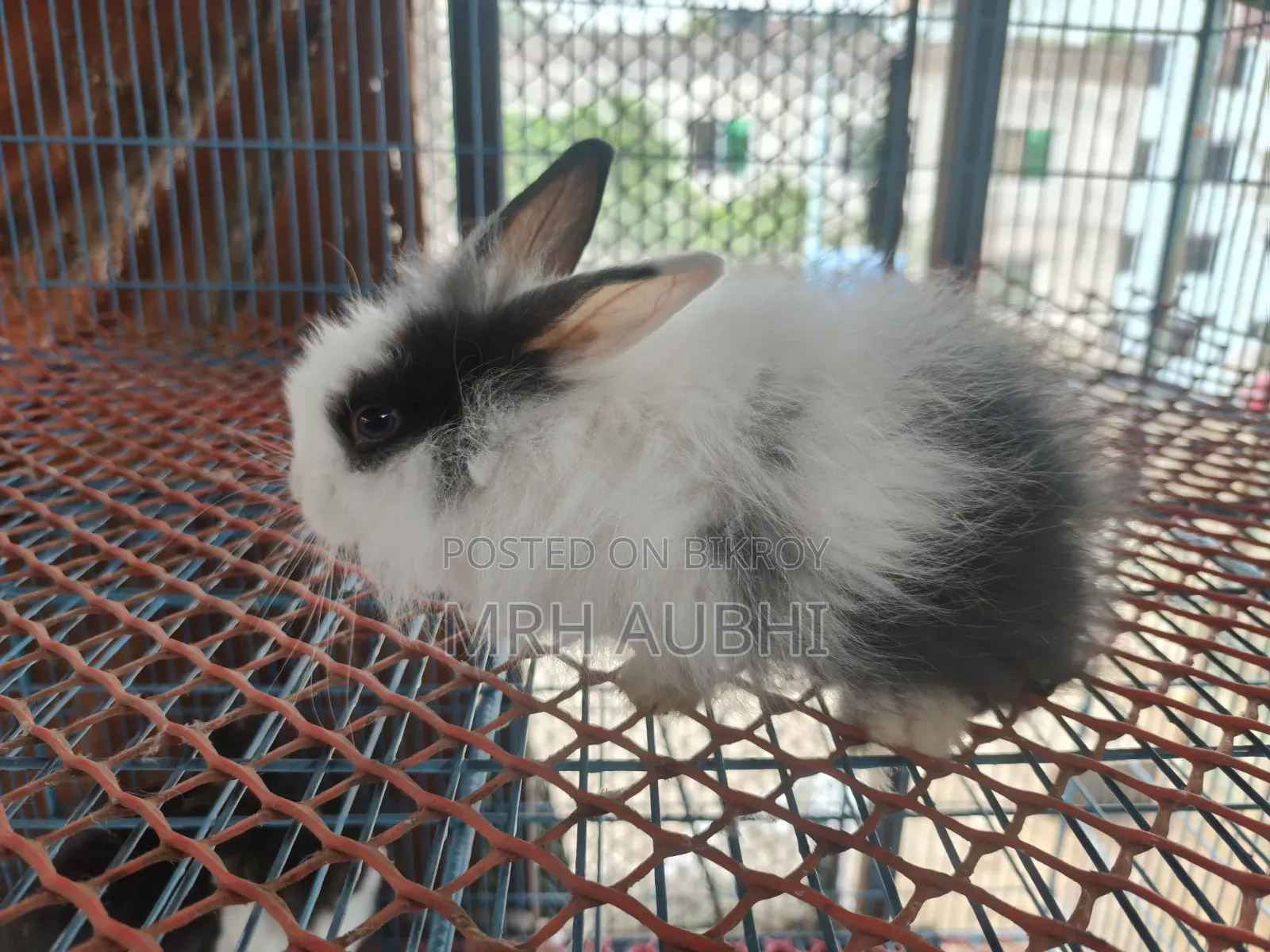 Fancy Rabbit