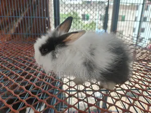 Fancy Rabbit
