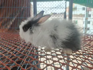 Fancy Rabbit