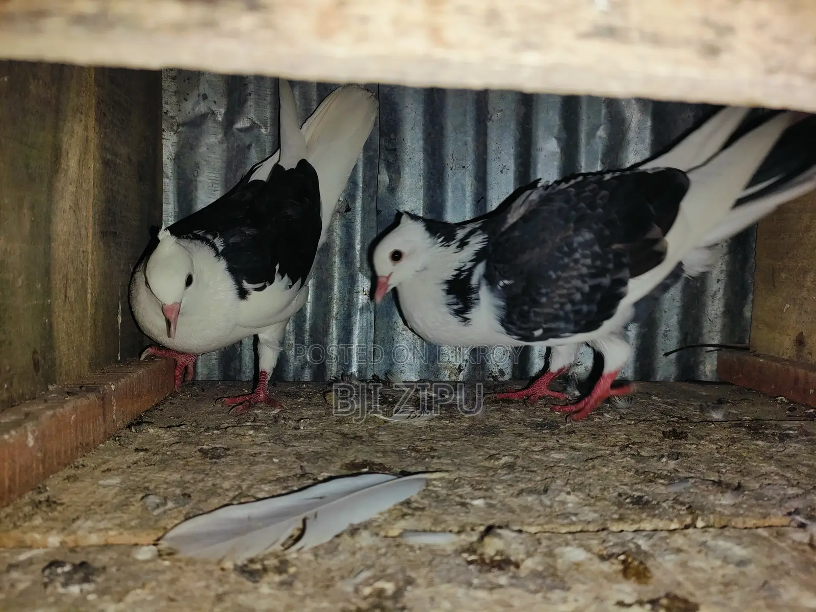Pigeons for sale.