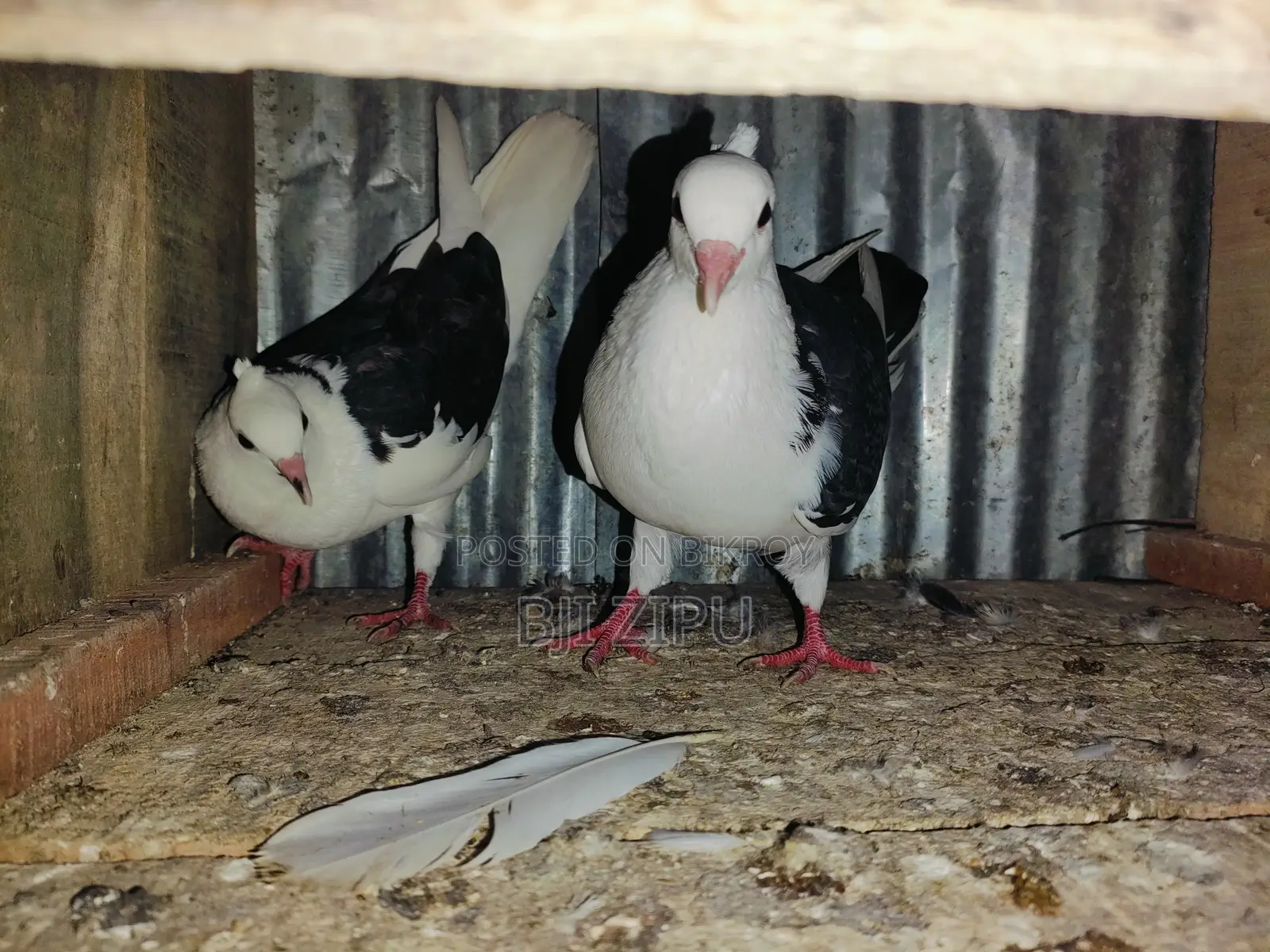 Pigeons for sale.