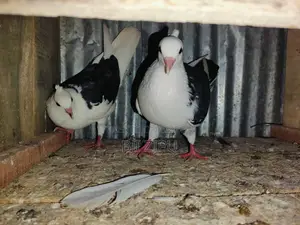 Pigeons for sale.
