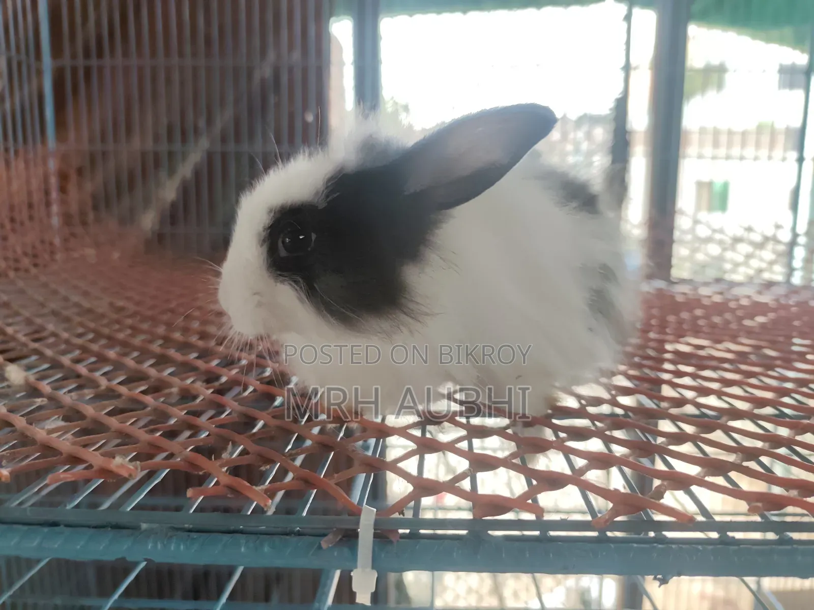 Fancy Rabbit