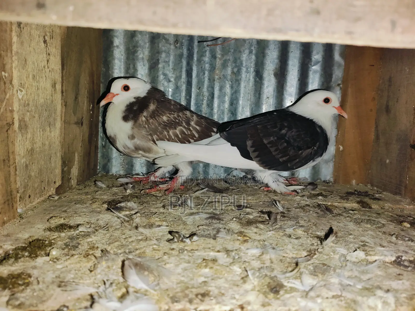 Pigeons for sale.