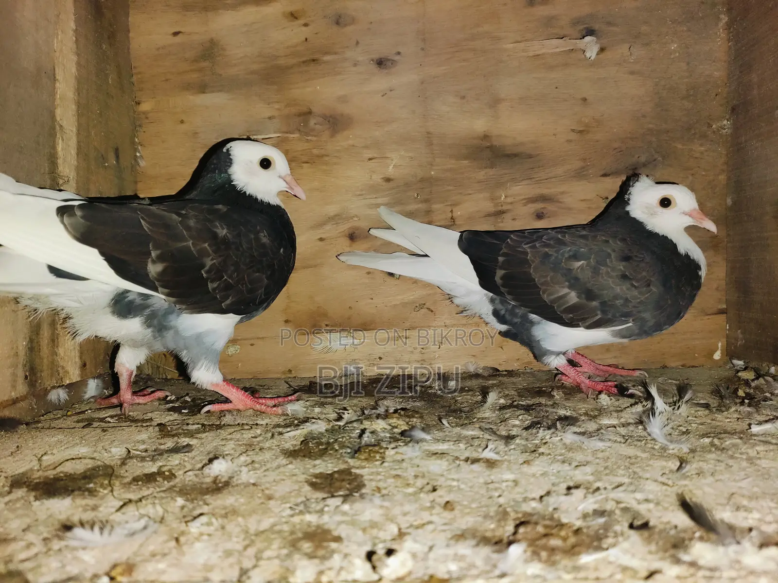Pigeons for sale.