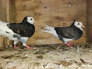 Pigeons for sale.