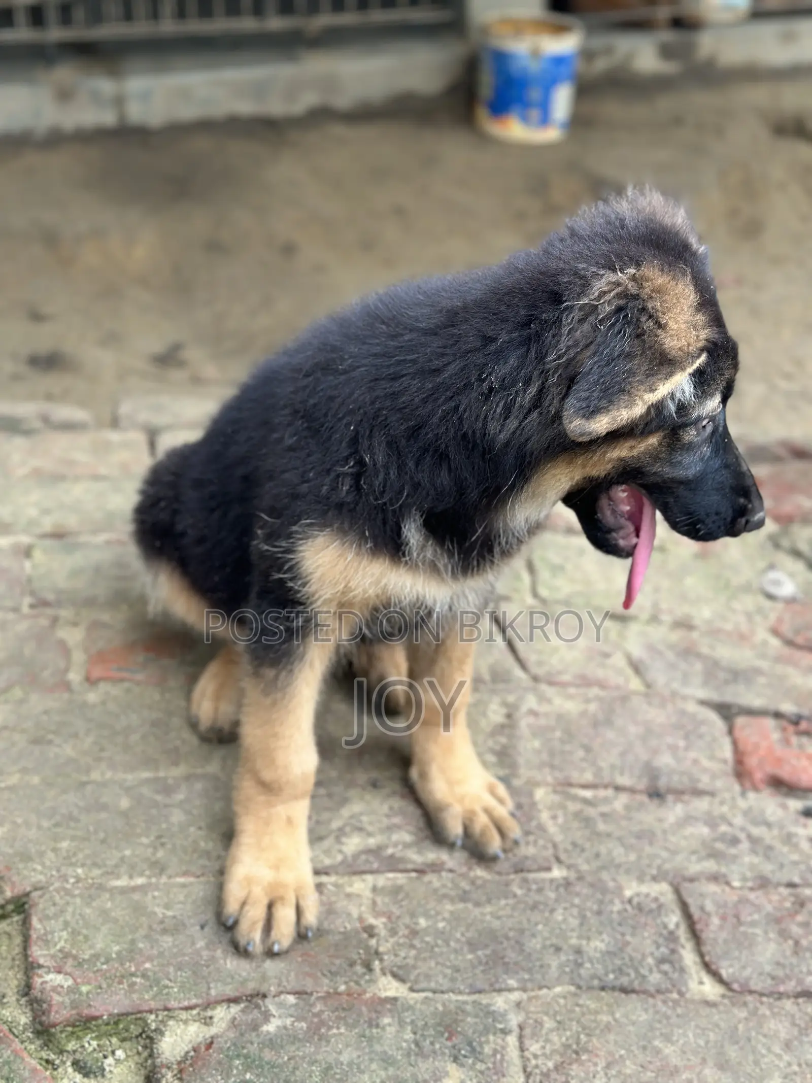 1-3 months Male Purebred German Shepherd